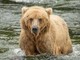 Backpack è l'orso più grasso dell'Alaska, eletto il vincitore del concorso 'Fat Bear Week' Backpack è l'orso più grasso dell'Alaska, eletto il vincitore del concorso 'Fat Bear Week'