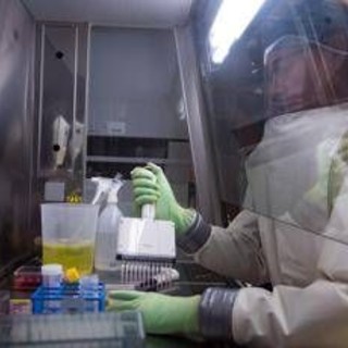 Virus Nipah, studio italiano: sorveglianza in tempo reale per prevenire nuovi focolai Virus Nipah, studio italiano: sorveglianza in tempo reale per prevenire nuovi focolai