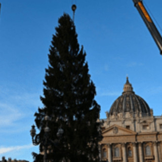 Piazza San Pietro, arriva il Natale: innalzato l'abete gigante da 27 metri