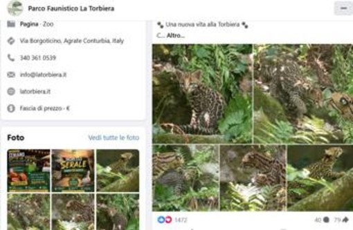 Cucciolo di ocelot al Parco Faunistico La Torbiera, il lieto evento vola sul web