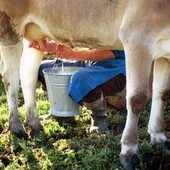 Latte crudo e batteri, le regole per non correre rischi Latte crudo e batteri, le regole per non correre rischi