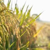 Agroalimentare, Ismea: superati sistema dei bandi per finanziamenti a condizioni di mercato