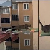Gatto in pericolo su un tetto, il 'salvataggio' con... un'asse da stiro