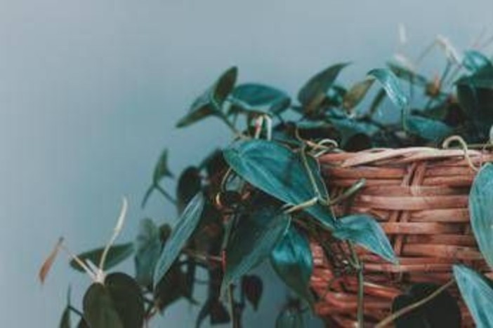 Mangia-umidità, anti-fumo o per respirare meglio, ecco le piante da tenere in casa