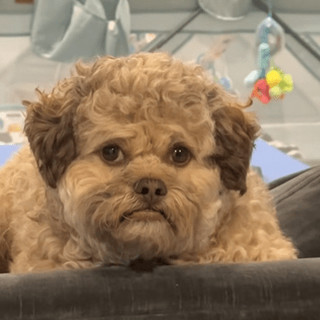 Il cane con la faccia umana, Max è virale sui social: &quot;Somiglia a mio nipote&quot;