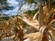 El Niño e l'allarme Ocse: "Al 95% sarà molto intenso, impatto su raccolti e prezzi alimentari" El Niño e l'allarme Ocse: "Al 95% sarà molto intenso, impatto su raccolti e prezzi alimentari"