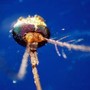 Dalla Dengue al West Nile, quale zanzara le trasmette: come riconoscerle