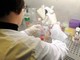 Esofagite eosinofila, risultati positivi per tezepelumab in fase 3 Esofagite eosinofila, risultati positivi per tezepelumab in fase 3