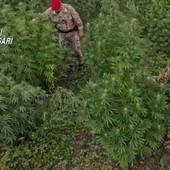 Blitz antidroga in Sardegna, 21 misure cautelari Blitz antidroga in Sardegna, 21 misure cautelari