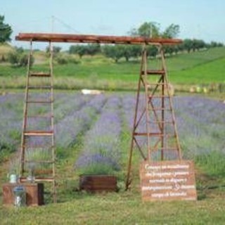 Roma profuma di lavanda: torna la terza edizione della Festa al Lavandeto