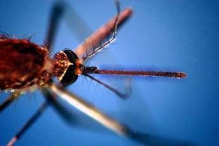 West Nile, morta a Fondi 82enne: era stata ricoverata per febbre e stato confusionale
