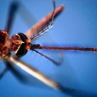 West Nile, morta a Fondi 82enne: era stata ricoverata per febbre e stato confusionale