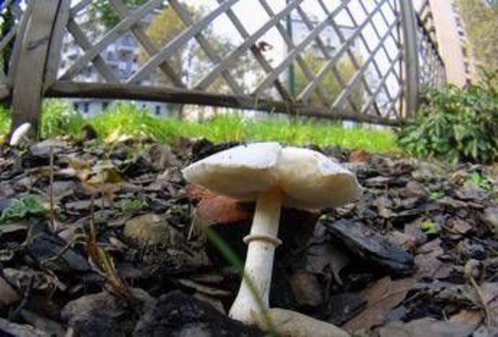 Si affidano al web per capire se i funghi sono commestibili, due donne intossicate