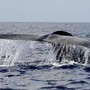 Balena di 200 anni in Groenlandia: "È nata prima della guerra civile americana" Balena di 200 anni in Groenlandia: "È nata prima della guerra civile americana"