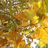 Equinozio d'Autunno con calo delle temperature minime, piogge venerdì poi weekend di sole