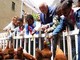 Reali e pollai, Carlo e Meghan: "I know my chickens"