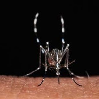 Da zecche a zanzare rischio virus in vacanza, Bassetti: "Non solo in Paesi esotici" Da zecche a zanzare rischio virus in vacanza, Bassetti: "Non solo in Paesi esotici"