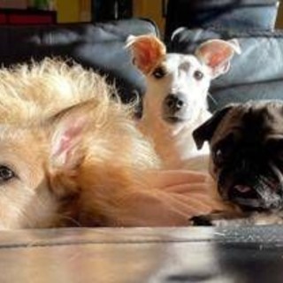 Eurispes: &quot;Italiani contrari a vivisezione, caccia, pellicce e uso degli animali nei circhi&quot;