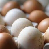 Epidemia di salmonella nel Regno Unito, 1 morto e oltre 200 casi: "Colpa delle uova importate" Epidemia di salmonella nel Regno Unito, 1 morto e oltre 200 casi: "Colpa delle uova importate"