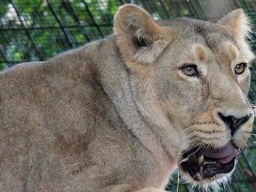 Kenya, 14enne uccisa dall'attacco di una leonessa