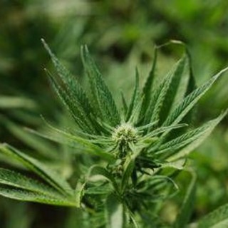 Cannabis light, Consiglio Stato accoglie ricorso: le aziende possono continuare a lavorare Cannabis light, Consiglio Stato accoglie ricorso: le aziende possono continuare a lavorare