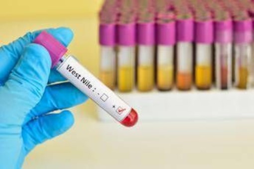 West Nile, Italia al primo posto in Europa per casi nell'uomo: il report Ecdc