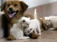 Acqua sempre disponibile e attenzione a superfici calde, 5 consigli per proteggere cani e gatti in estate