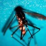 West Nile, confermata ottava vittima in provincia di Caserta