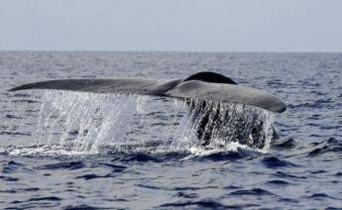 Balena di 200 anni in Groenlandia: "È nata prima della guerra civile americana" Balena di 200 anni in Groenlandia: "È nata prima della guerra civile americana"