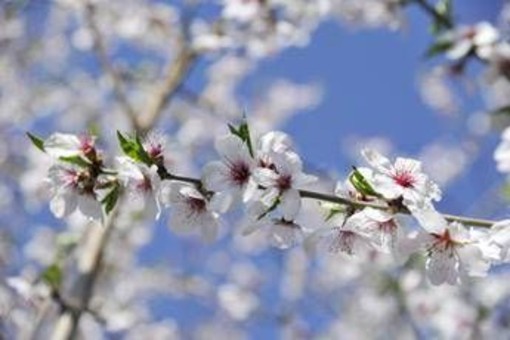 Settimana di primavera, meteo variabile e temperature un po' in calo: le previsioni