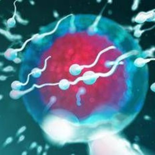 Così corrono gli spermatozoi, scoperte due proteine vitali per la fertilità