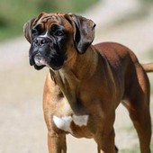 Cani e problemi respiratori, le 12 razze a rischio dal pechinese al boxer