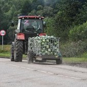 Formaldeide per mantenere freschi gli ortaggi, scoppia lo scandalo in Cina: avviate ispezioni in tutto il Paese Formaldeide per mantenere freschi gli ortaggi, scoppia lo scandalo in Cina: avviate ispezioni in tutto il Paese