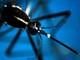 Da Dengue a West Nile, arbovirus minaccia per l'Italia: l'allarme