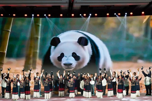 Cina: popolazione di panda giganti in cattività quasi raddoppiata in un decennio