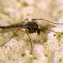 West Nile, Rezza: &quot;In Campania tasso letalità elevato, possibile sottostima dei casi&quot;