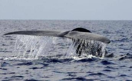 Balena di 200 anni in Groenlandia: "È nata prima della guerra civile americana" Balena di 200 anni in Groenlandia: "È nata prima della guerra civile americana"