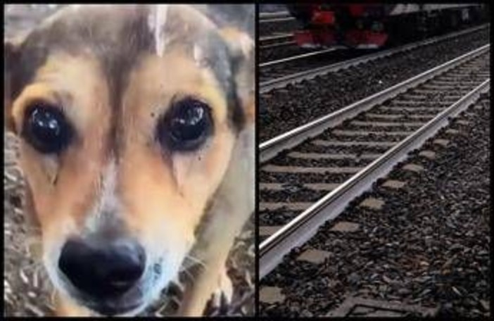 Cagnolina legata sui binari e uccisa, la confessione choc: &quot;Mi hanno chiesto di farlo&quot;