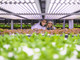 AgriMercati Ismea, positiva la congiuntura nel primo trimestre 2025