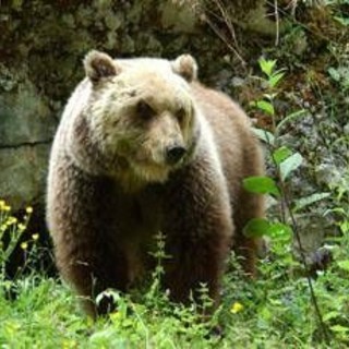 Orso trovato morto a Ortona dei Marsi, indagini e accertamenti