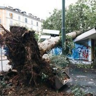 Maltempo, alberi caduti e allagamenti in Lombardia e Liguria