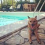 Giornata internazionale del cane, i consigli per viaggiare pet-friendly in Italia e all’estero Giornata internazionale del cane, i consigli per viaggiare pet-friendly in Italia e all’estero