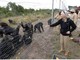 Addio a Jane Goodall, la donna che parlava con gli scimpanzé