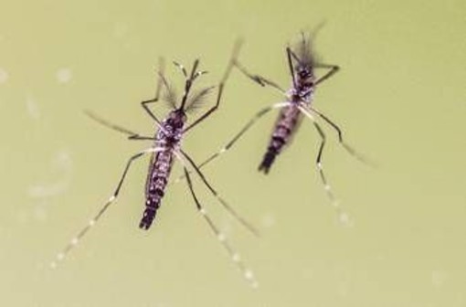 Chikungunya, cosa stiamo sbagliando? &quot;Zanzare avanzano e servono più dati&quot;