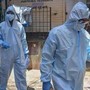 Virus Nipah in India, è allarme: come si trasmette e cura