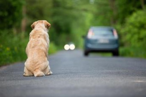 Ogni anno 130mila animali abbandonati, al via campagna Miav-Mutua Italiana Assistenza Veterinaria Ogni anno 130mila animali abbandonati, al via campagna Miav-Mutua Italiana Assistenza Veterinaria