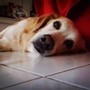 Lumache killer, allarme infezioni nei cani: dobbiamo preoccuparci?