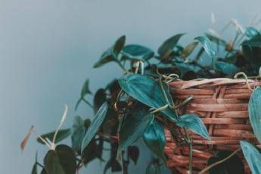 Mangia-umidità, anti-fumo o per respirare meglio, ecco le piante da tenere in casa
