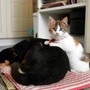 Botti e fuochi d'artificio, come proteggere cani e gatti da stress e rischi