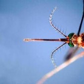 West Nile, Asl Teramo registra primo caso 2026 in Abruzzo: 85enne in buone condizioni West Nile, Asl Teramo registra primo caso 2026 in Abruzzo: 85enne in buone condizioni